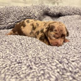 Corbin - Dapple male Dachshund puppy in Huntsville, Alabama from Bryant’s Miniature Dachshunds