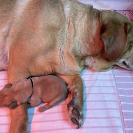 Labrador Retriever Puppies from Triple Ridge Labs