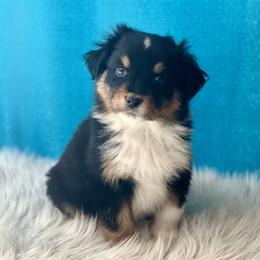 Comet - Black tri-color male Australian Shepherd puppy in Howardsville, Virginia from Spectacular Aussies and Cavaliers