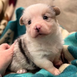 Girl 2 - Blue female Pembroke Welsh Corgi puppy in Beggs, Oklahoma from Blue Diamond Corgi’s