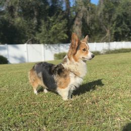 Kate - American Corgi