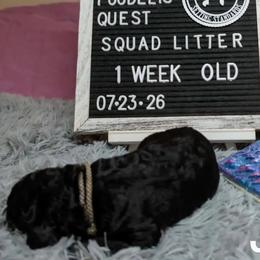 Jesina - Black female Poodle puppy in Vail, Arizona from Semper Poodelis