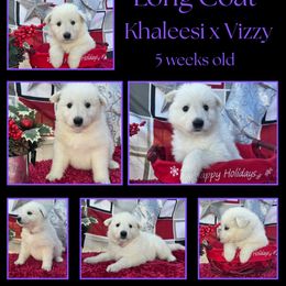 Grape Girl - White female German Shepherd puppy in Apache Junction, Arizona from CS Vista Farms