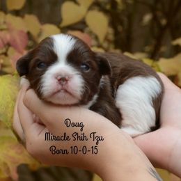 Shih Tzu Puppies from Miracle Shih Tzu
