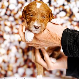 Candy Cane - Red  female Goldendoodle puppy in Lakeland, Florida from Rolling Oak Doodles