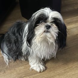 Jake - Shih Tzu