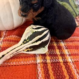 Bernedoodle Puppies from Birdies Mini Bernedoodles