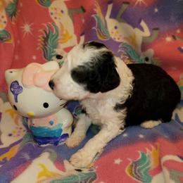 Milly - Black and white female Sheepadoodle puppy in Bellevue, Iowa from Fluffy Wonders Poms and Doodles
