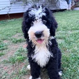 Gucci with training - Black and white male Bernedoodle puppy in Boonville, North Carolina from Doods & Dolls