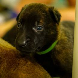 Green collar boy - Black brindle female Dutch Shepherd puppy in Howey In The Hills, Florida from MAC K9 Dutch Shepherds