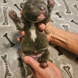 Florence - Blue fawn female French Bulldog puppy in Bend, Oregon from High Lakes Frenchies