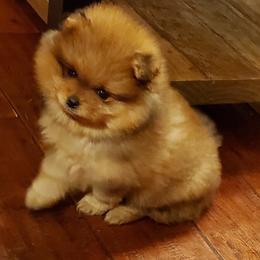 Pomeranian Puppies from Donna Gaspich