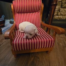 Remi - Cream and white male Chihuahua puppy in Orange, Texas from Tiny Paws from God