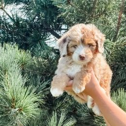 FREEDOM - Red merle female Aussiedoodle puppy in Sharpsburg, Georgia from Steindoodles