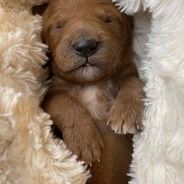 Goldendoodle Puppies from Hilltop Mini and Teddy Bear Doodles