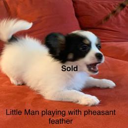 Papillon Puppies from Papillon's of Polk County Florida