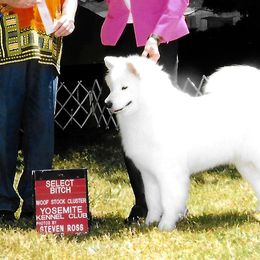 Samoyeds from Bruin Samoyeds