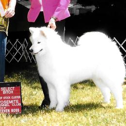 Samoyeds from Bruin Samoyeds