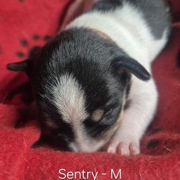 Sentry - White and black male Teddy Roosevelt Terrier puppy in Murray, Kentucky from Froschwald German Shepherds and Xanadu Teddy Roosevelt Terriers
