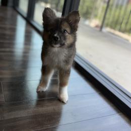 Mica - male Nenets Herding Laika puppy in Manns Choice, Pennsylvania from Mystic Winds Nenets Laikas