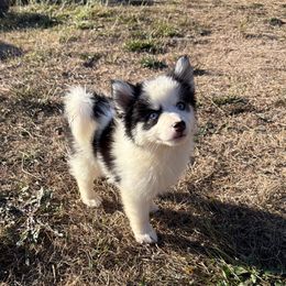 Loki - White male Pomsky puppy in Mc Minnville, Oregon from West Coast Pomskies