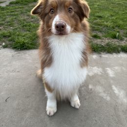 Penny - Australian Shepherd