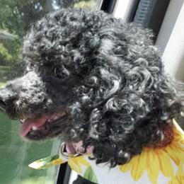 Poodles from Poodle Grace