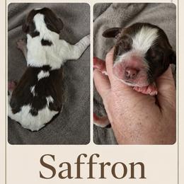 Saffron - Tri-Roan female English Springer Spaniel puppy in Fort White, Florida from Thunderbird Springers