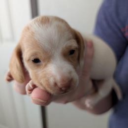 Scout - Piebald female Dachshund puppy in Marshall, Texas from Wilson's Kennels