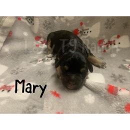 Girl 2 - Aussiedoodle puppy in Tonopah, Arizona from Lazy T9 Ranch
