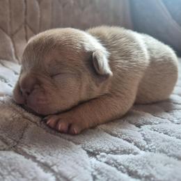 Shep - Blue male French Bulldog puppy in Salina, Kansas from Peace Love frenchies