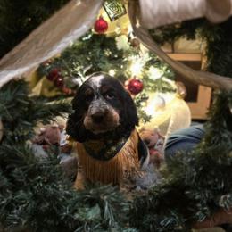 Jingle - Tri-Roan male English Springer Spaniel puppy in Cookeville, Tennessee from Krossroads Kennel