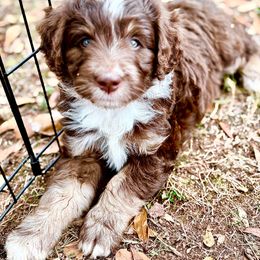Australian Mountain Doodle Puppies from Sammi Sweet Doodles