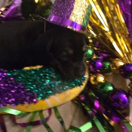 Piper - Black and tan female Dachshund puppy in Poplarville, Mississippi from T's Kennel