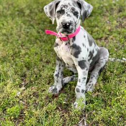 Great Dane Puppies from Sand Mountain Danes LLC