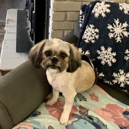Oz - Shih Tzu