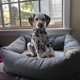 Dalmatian Puppies from Sublime Dalmatians