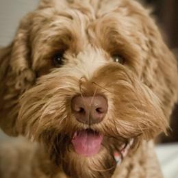 Molly - Australian Labradoodle