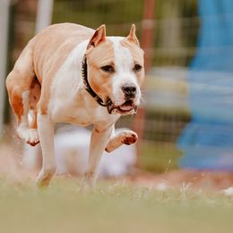 American Staffordshire Terrier All Grown Up from Blue Eagle Kennels