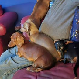 Dachshunds from Walker Ranch Danes & Dachshunds