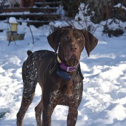 Rain - German Shorthaired Pointer