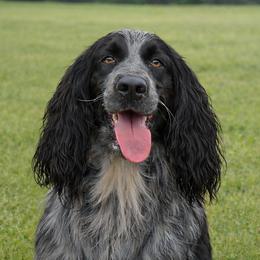 Twitty - English Springer Spaniel