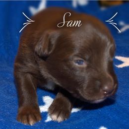 Australian Shepherd Puppies from Copper Kettle Ranch