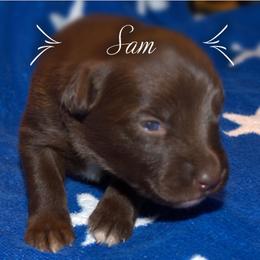 Australian Shepherd Puppies from Copper Kettle Ranch