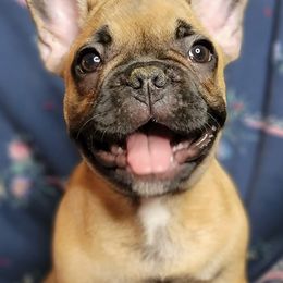 Boston Terriers and French Bulldogs from Willamette Valley Bullies
