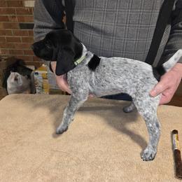 German Shorthaired Pointer Puppies from Mike's German Shorthaired Pointers