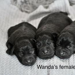 Black females - Black female Labrador Retriever puppy in Mississippi from Sure Shot English Labs