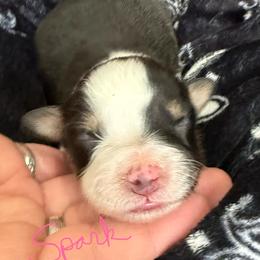 Spark - Black tri-color female Australian Shepherd puppy in Stanford, Kentucky from Red Feather Aussies