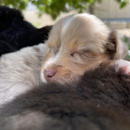 Australian Shepherd, Miniature American Shepherd, Miniature Australian Shepherd, and Toy Australian Shepherd Puppies from Painted Blue Aussies