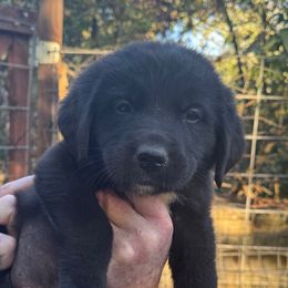 Goose - Black male Newfoundland puppy in Yreka, California from Lisa Kennedy
